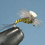 Brook's Sprout Emerger